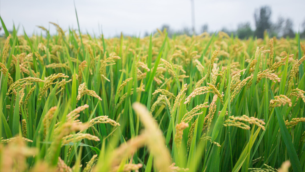 泰国的水稻一亩能产多少公斤泰国水稻亩产量