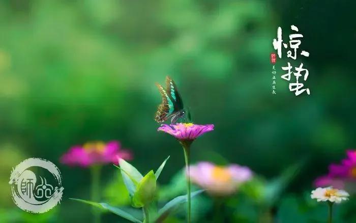 惊蛰节气祝福语，朋友圈问候简短唯美句子配图文案