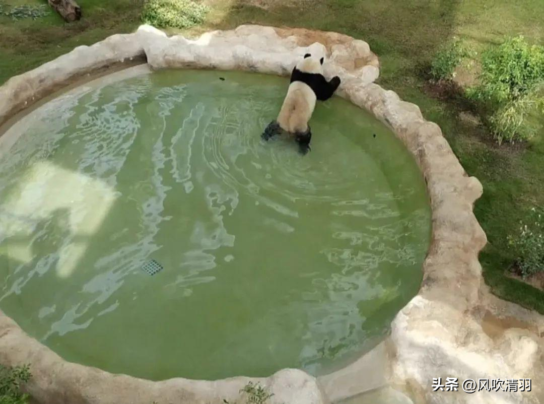 不能进世界杯的国家（卡塔尔世界杯被抵制？中国队没参加，却在背后“踢爆”了）