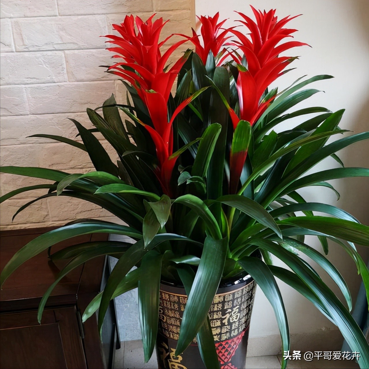 10种“富贵花”，给家里随便买几盆，高端、上档次，谁看了都喜欢