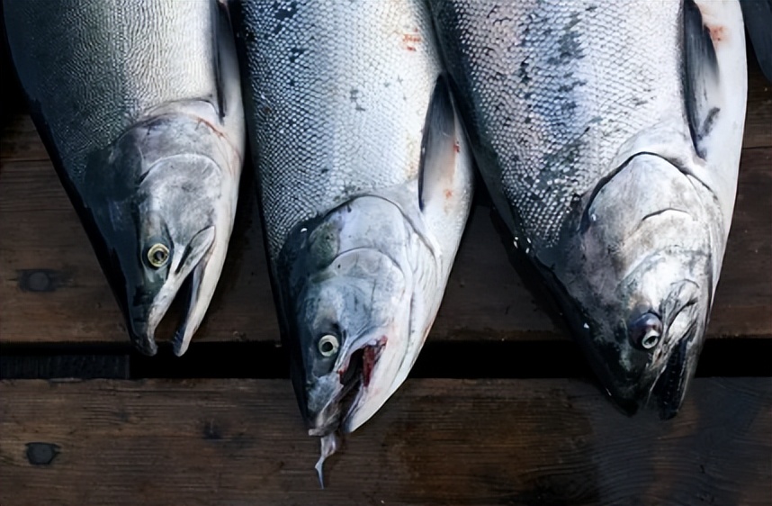 盘点市面常见的6种鲑鱼