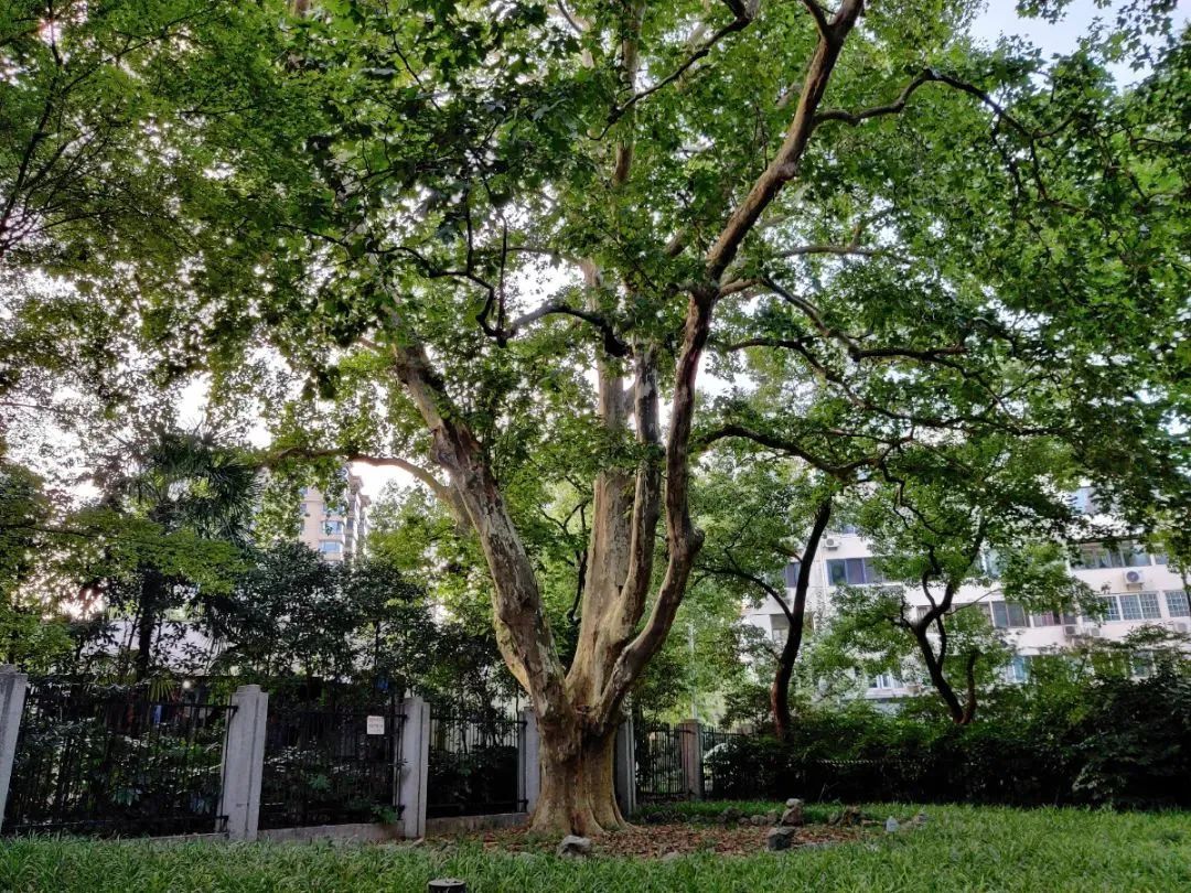关于古树名木的资料(盘点沪上公园里的古树名木，有你认识的吗？)