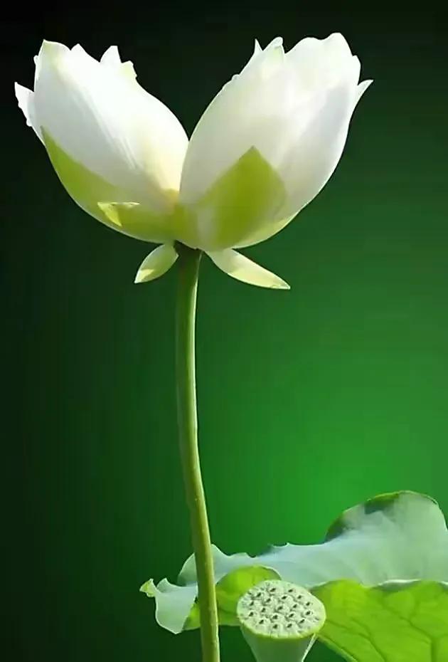 似彼白莲花,在水不着水.白莲开,净颜照月牙,弱水三千尽繁华.