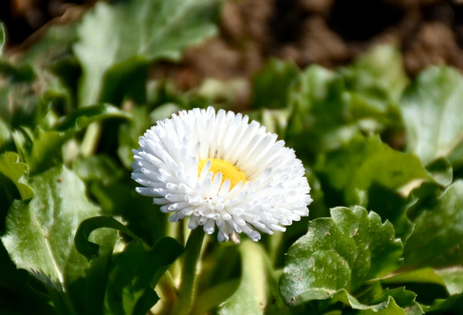 花势繁茂 生机勃勃 从春到秋花开 因此得名 也叫 日日春 天天看点