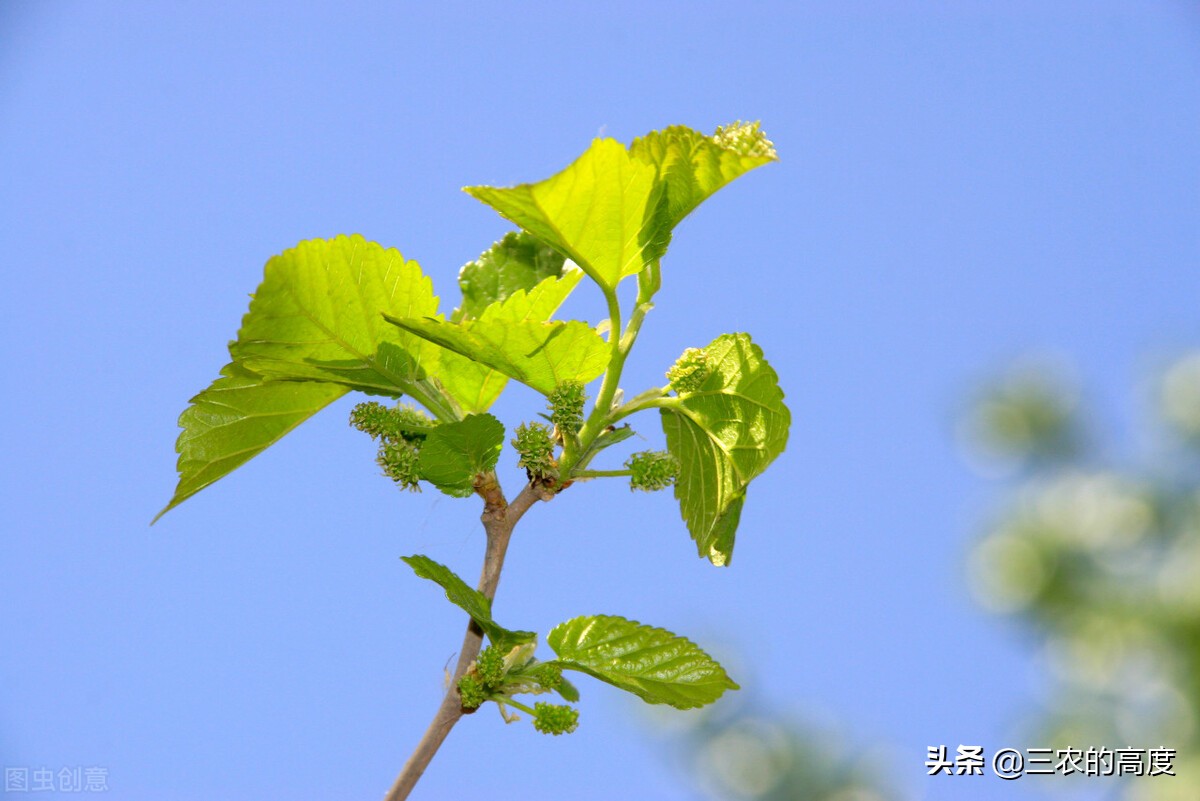 春天发芽的树（这6种树上的嫩芽要吃趁早）