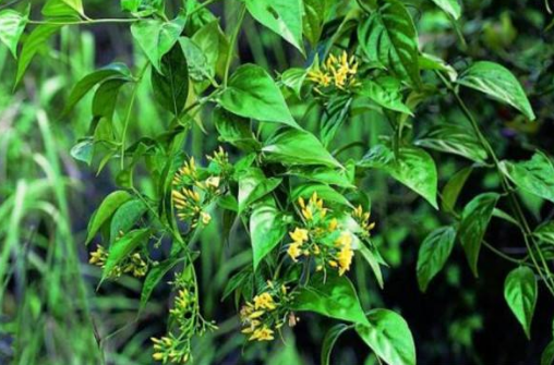酷似金银花,却是"剧毒"的断肠草,为何在农村却被用来喂猪和牛