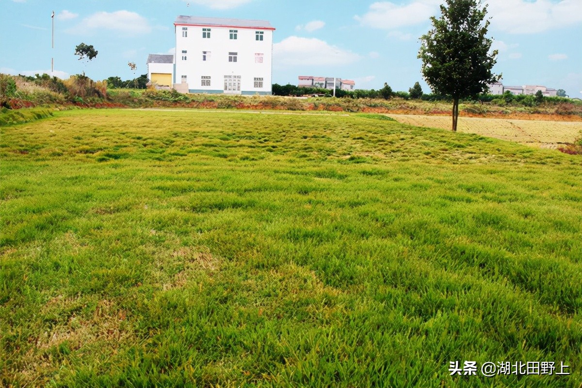 見(jiàn)證一個(gè)柑橘產(chǎn)業(yè)大村——鴉鵲嶺鎮(zhèn)云臺(tái)村回訪小記