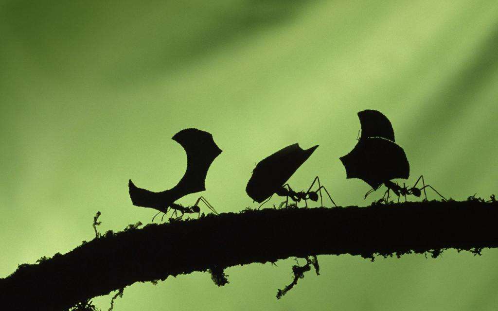 ϺôģϺôֳģ-Ʊ֪ʶѧϰ