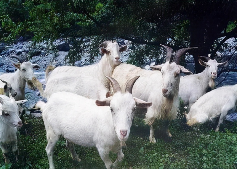 羊是怎样交匹配的 山羊b - 时代开运网