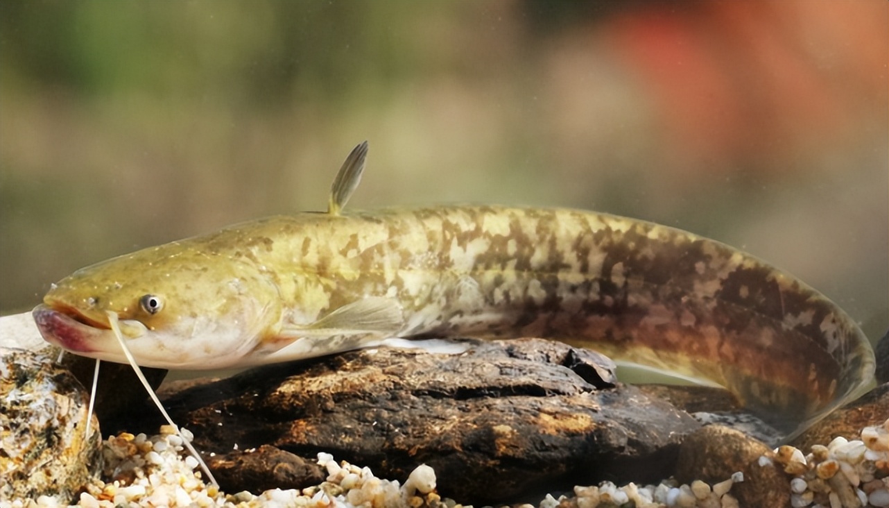 鲶鱼很脏吗?为何它会被称为"垃圾鱼"?不是鱼脏而是生存能力强