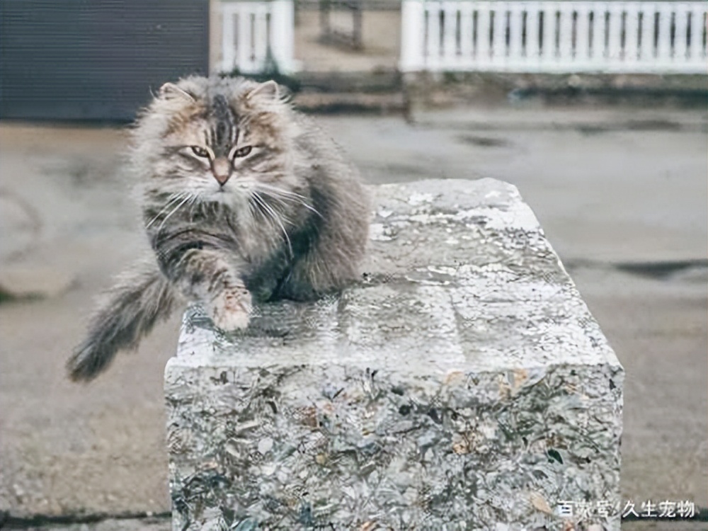 猫咪一只眼一直半眯着（猫咪一只眼一直半眯着,而且流脓液）-第1张图片-科灵网