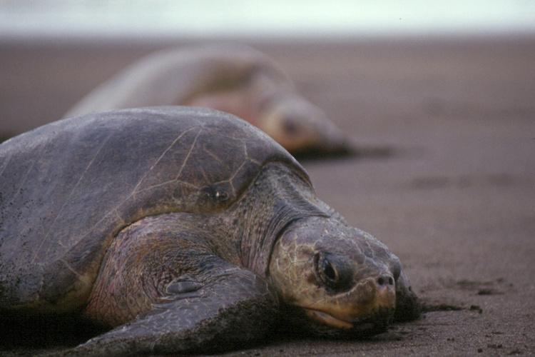 六种罕见且濒临灭绝的海洋动物