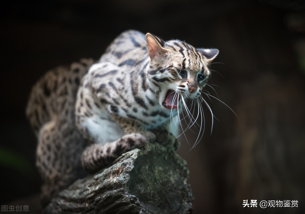 猫会说话吗？为什么要杀死会说话的猫