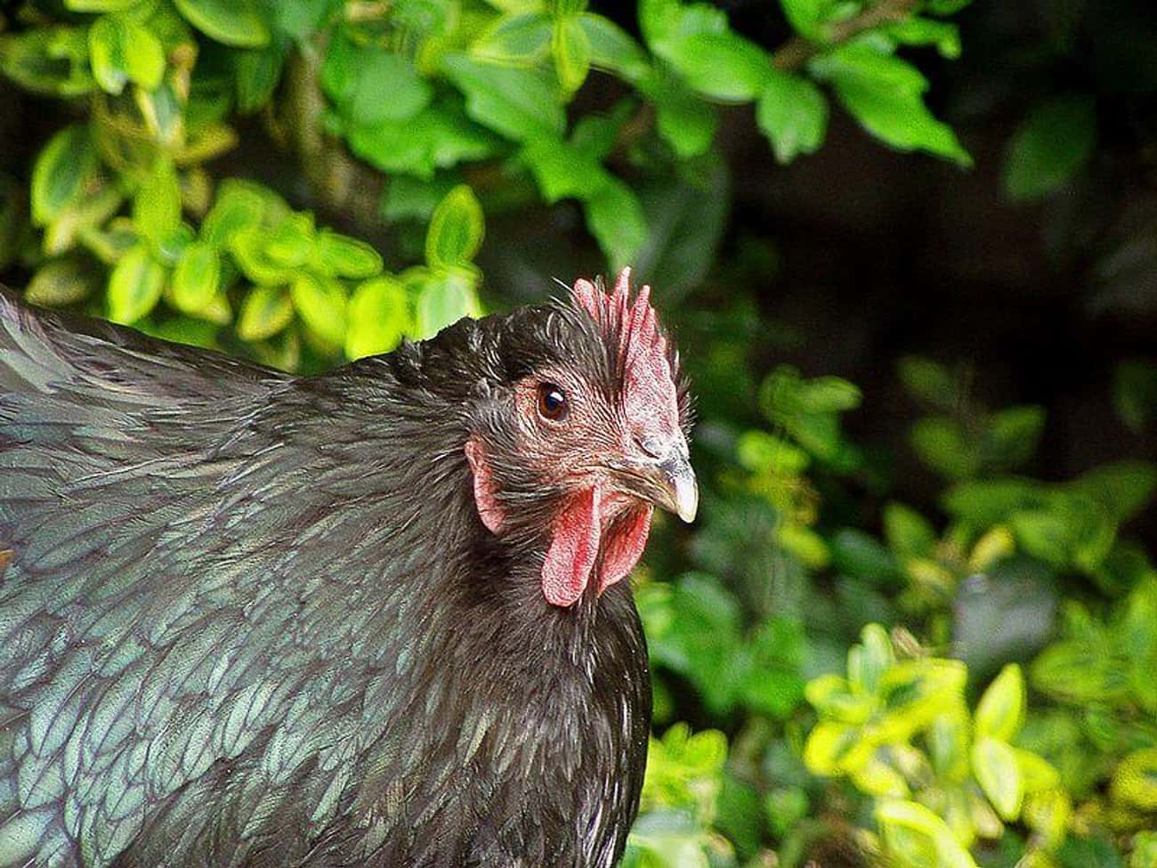 颠覆你对精灵仙子的认知：这15个故事，证明他们更可怕而不是可爱