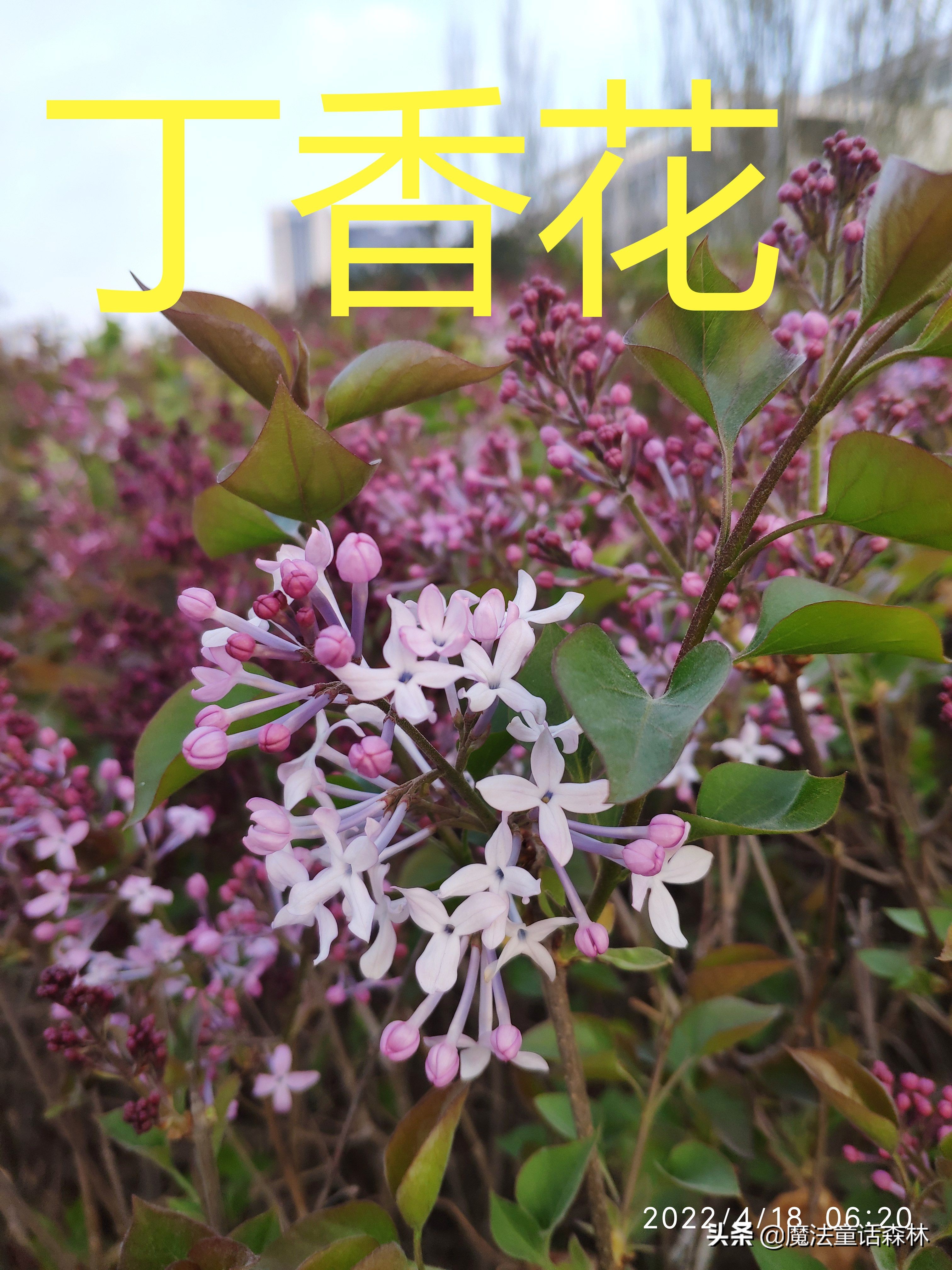 丁香花图片和介绍（丁香花的生长特点及有关诗词）