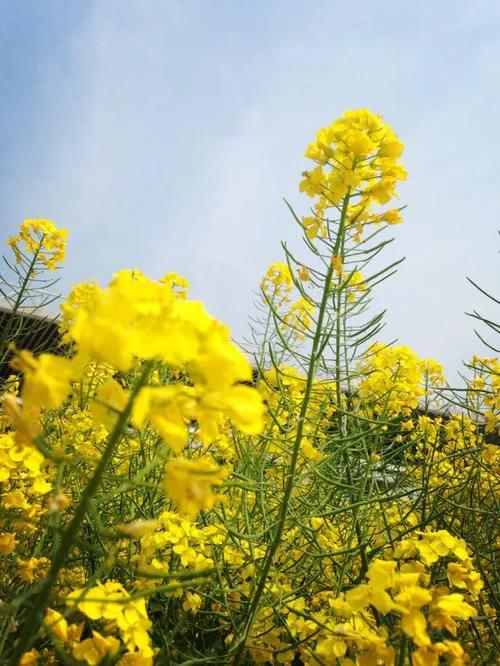 万物随春醒，静待花开来，风也温柔，雨也温柔