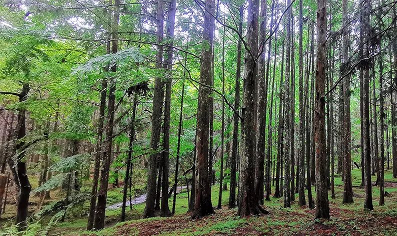 来炎陵吧，探问人生来处