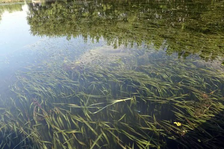 这四种水草，虾蟹养殖最常见！但你真不一定会种植