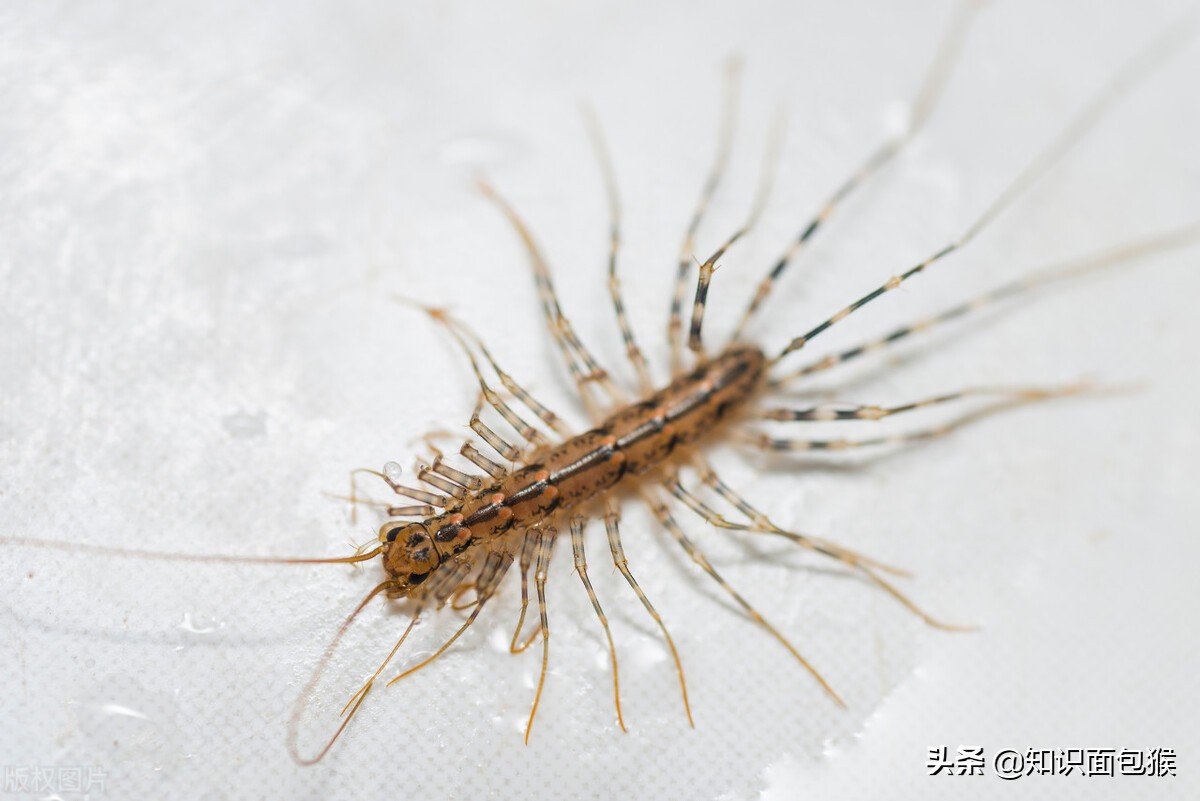 长腿蜘蛛家里为什么会这么多(长腿蜘蛛出现在家里好吗)