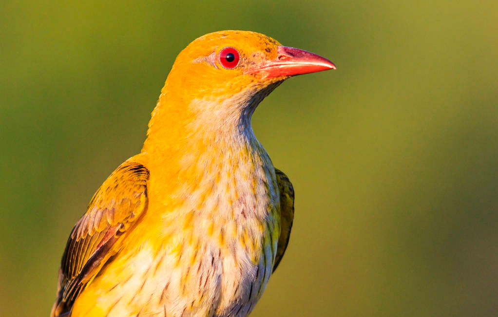 黄鹂鸟是几级保护动物(黄鹂鸟属于几级保护动物)-第1张图片-巴山号