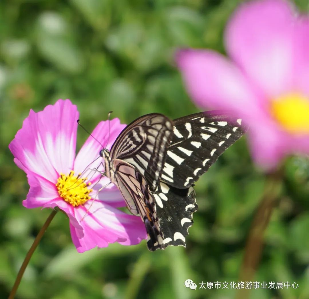 线上展览|“山河春意 锦绣太原——花的世界”主题摄影线上图片展（二十一）