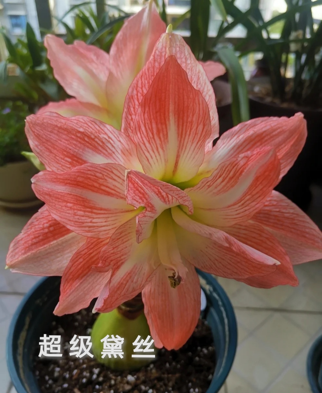 26码睡衣穿多大(最受欢迎的20种朱顶红,个个花大色艳,开花不断)