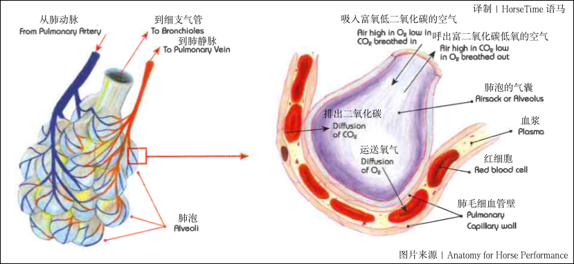 palate(马的呼吸系统组成及功能)