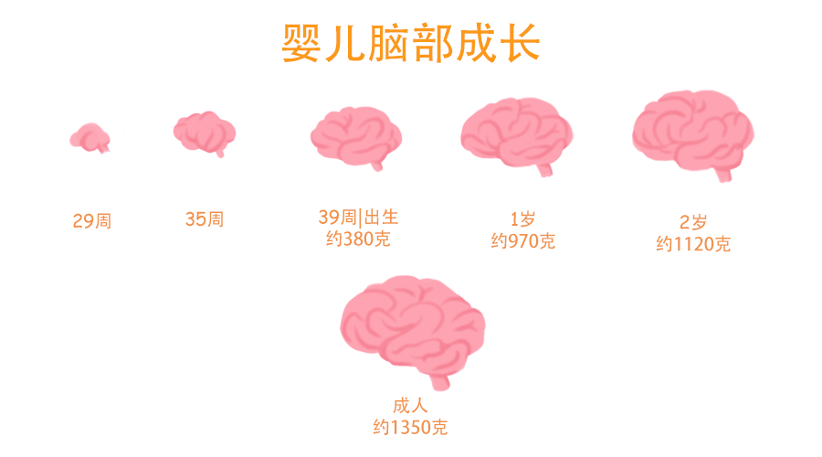 研究发现:两岁前是孩子大脑发育的黄金期,家长要培养4种能力