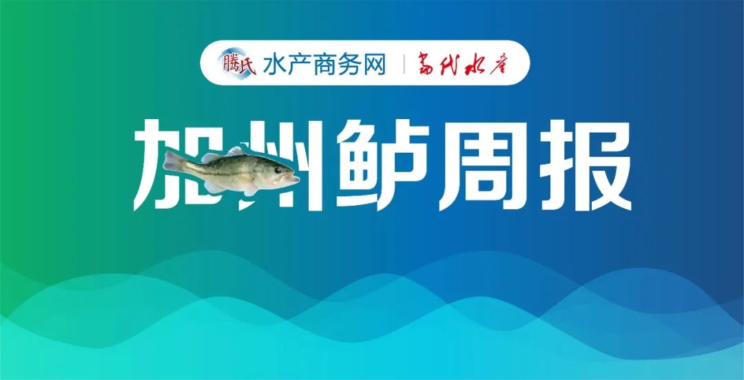 华容跌1元/斤，菱湖跌0.5元/斤，吴江加州鲈大量出鱼冲击多地市场