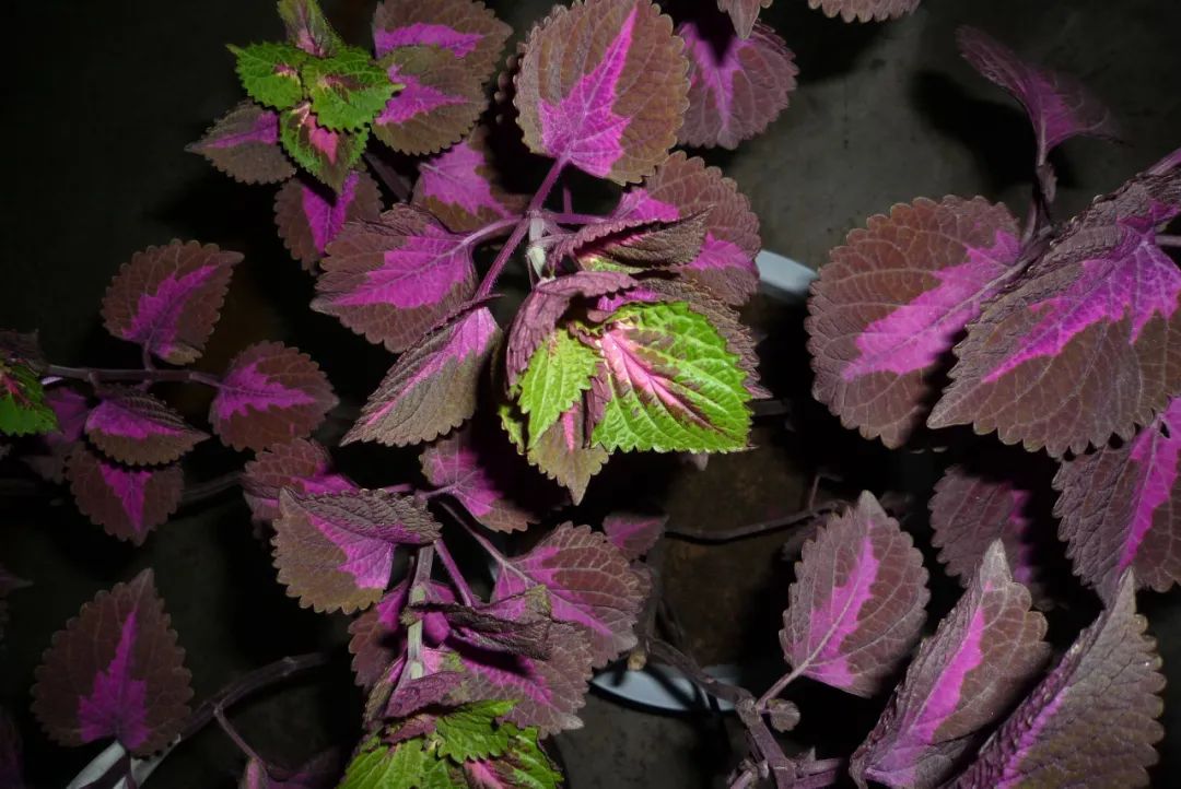 紫苏图片功效与作用(盘点紫苏的三大好处)