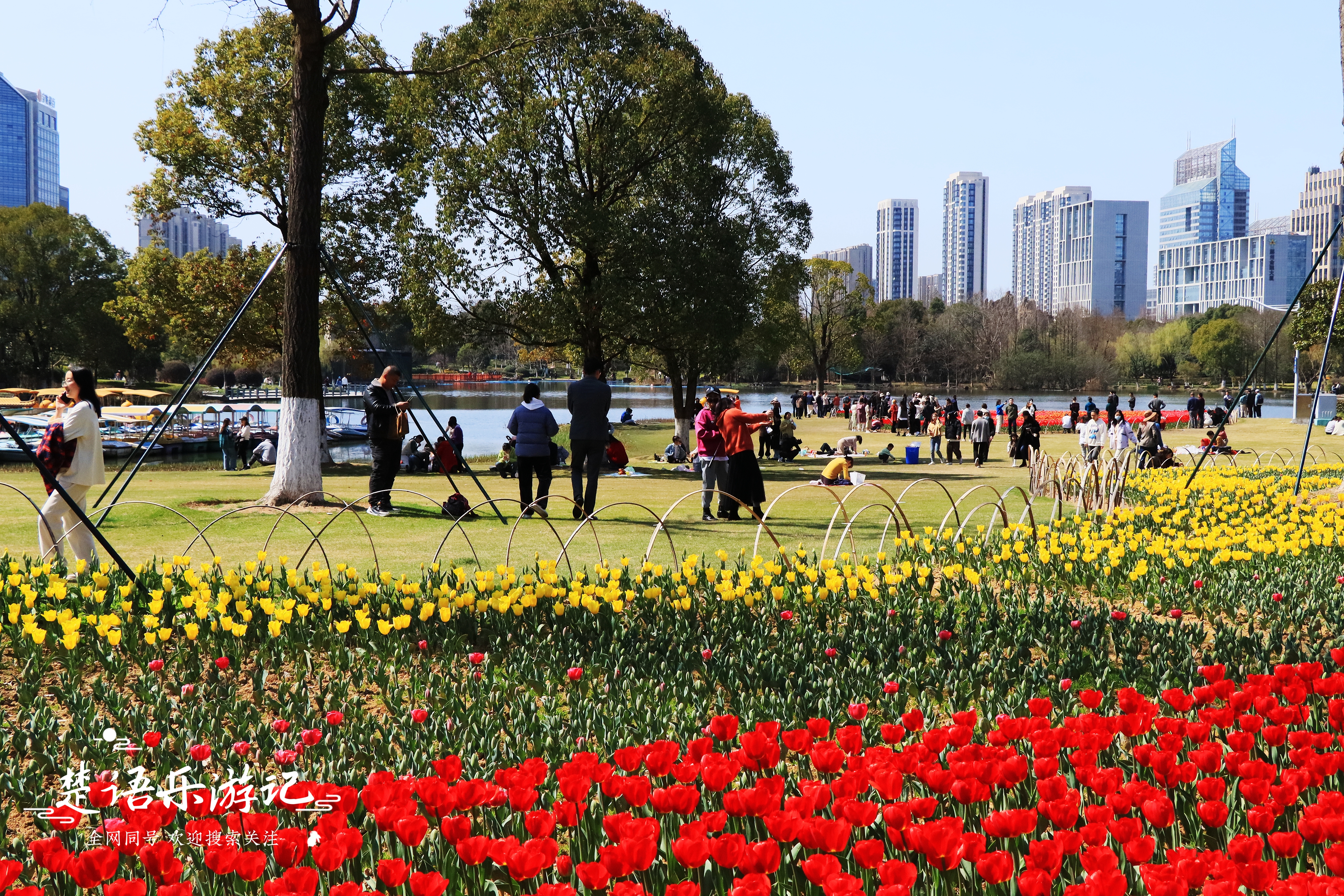 东面有郁金香花海，西面有油菜花海，浙江省宁波市这个公园又火了