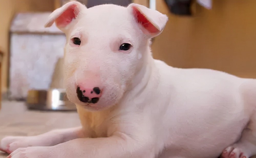 见到一定绕道走！地表战斗力爆表的12种猛犬，一獒战三狼战狮子？