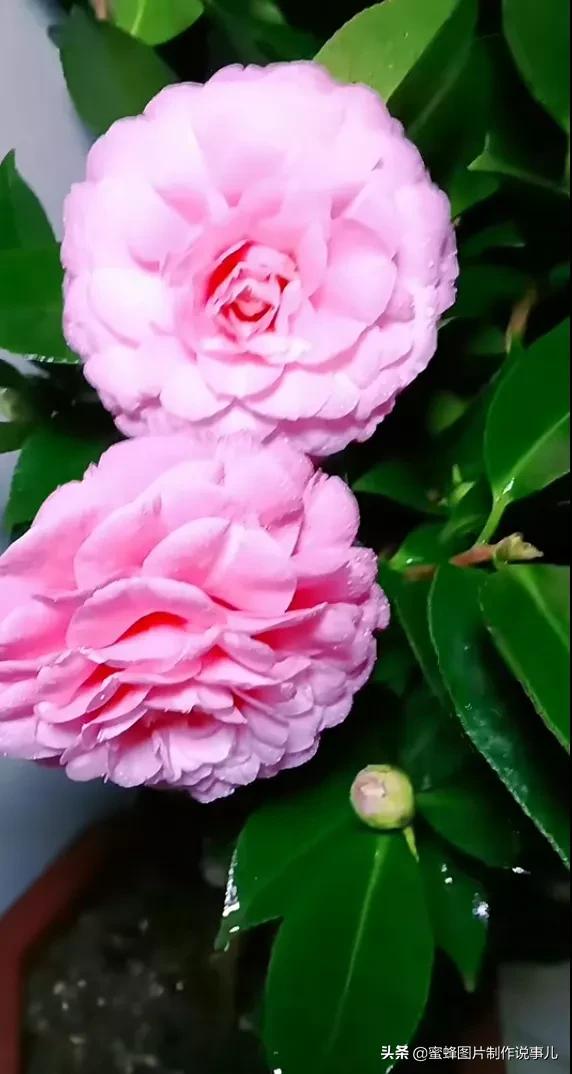 各种花卉植物，养在家里什么地方合适