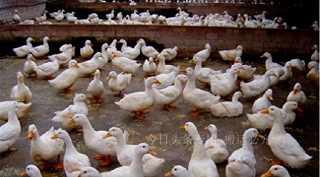 22年前，浙江10万“鸭兵”赴新疆灭蝗虫，战果如何？治蝗新思路
