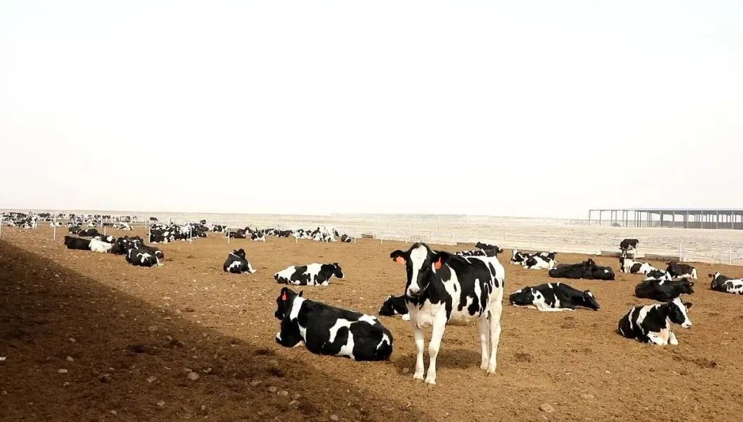 "黄金奶源带"建起万头奶牛养殖场