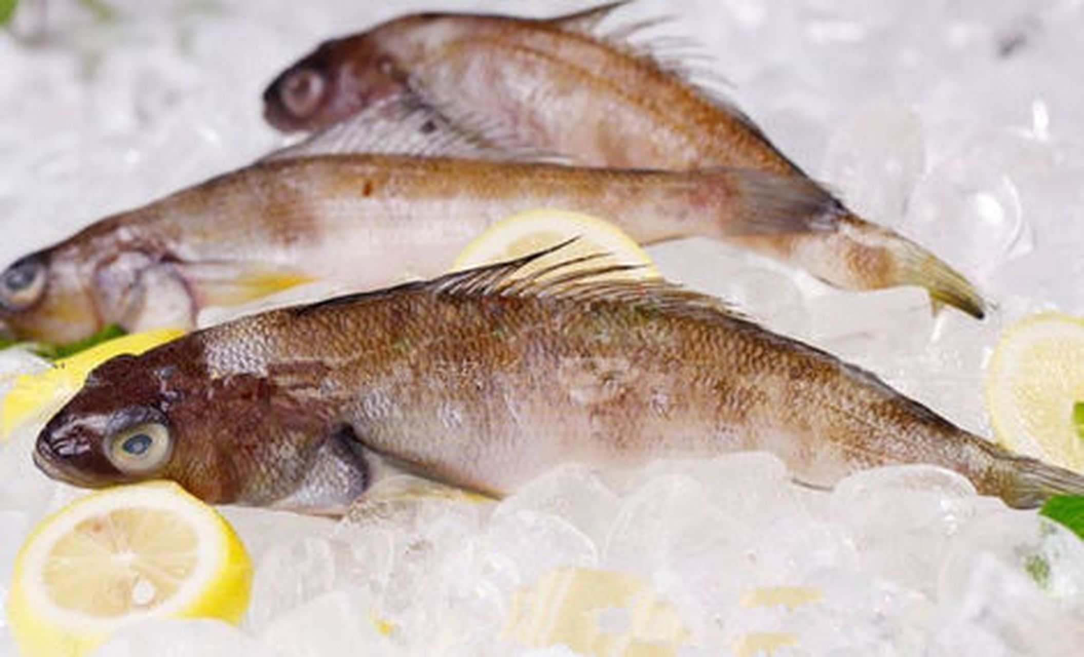 南极发现一种新鱼类有冰鱼之称气温超过5度就可能死亡