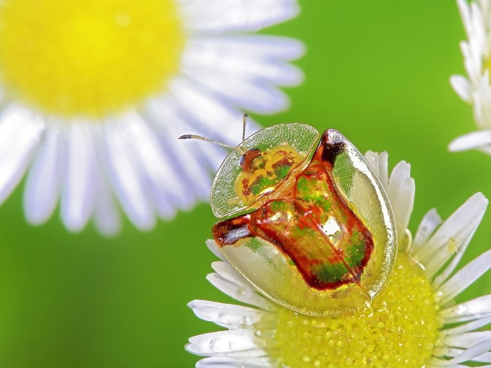 金色的虫子是什么虫子(金色的虫子是什么虫子有毒吗) - 盾灵网