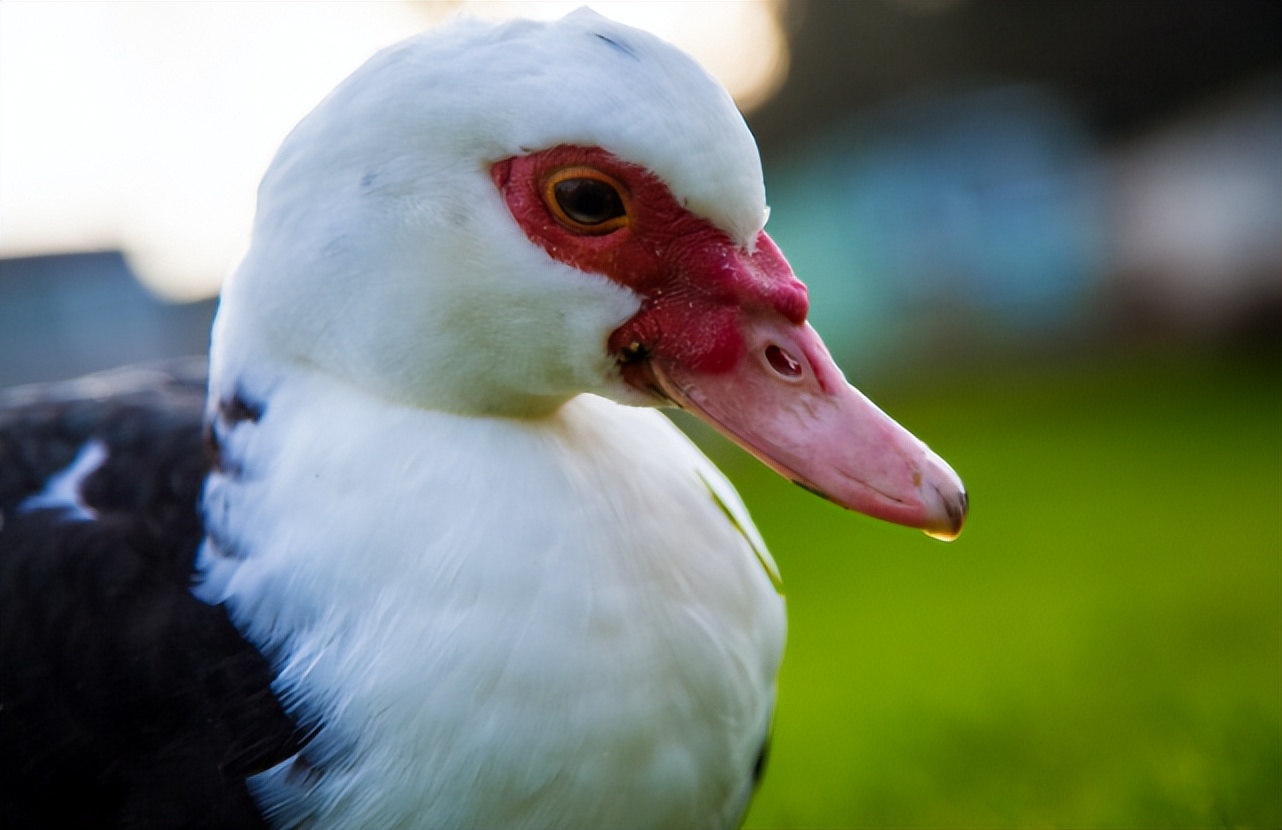 "鸭中贵族"的番鸭,价值远超普通鸭类,为何在农村没大量养殖?