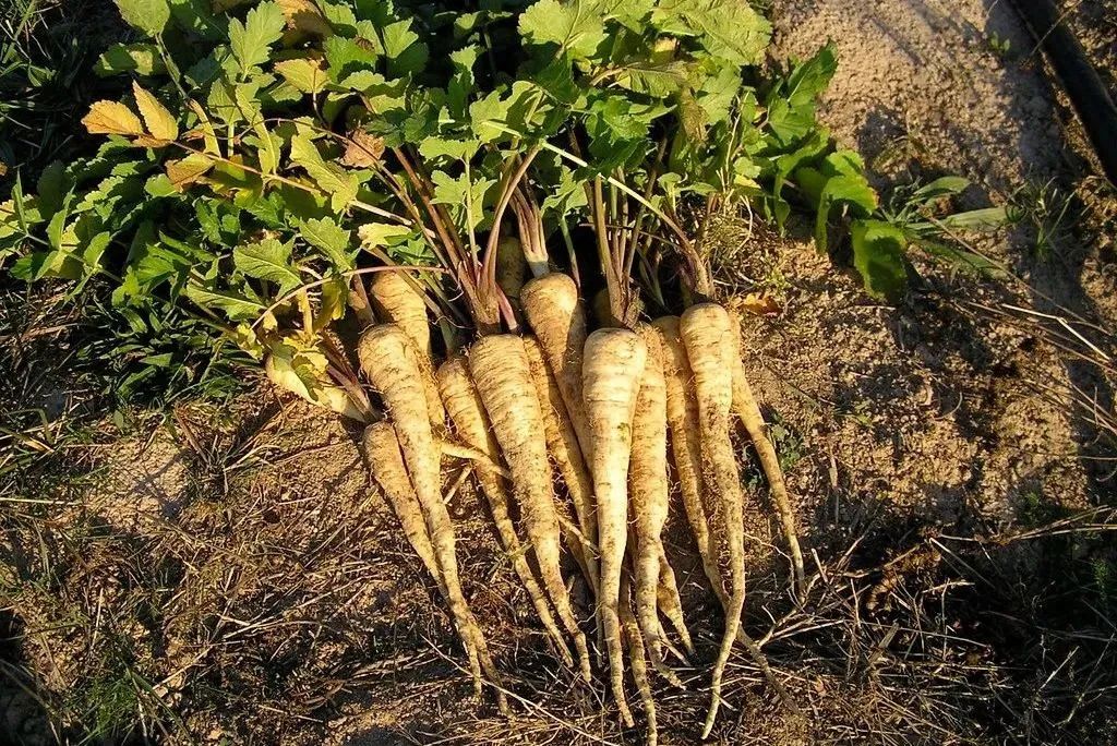 牛蒡根的功效与作用 牛蒡长什么样子图片-佳迪双