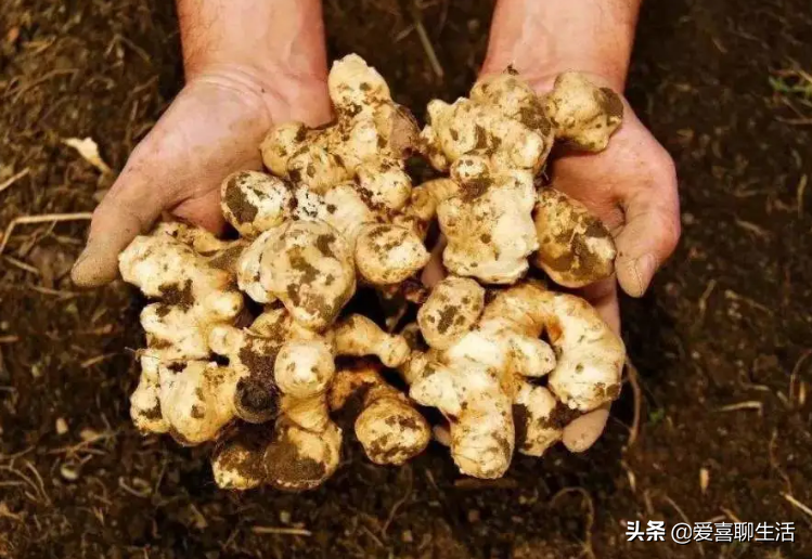 建議中老年人，這6種食材要常吃，便宜又鮮美，常吃身體好有精神