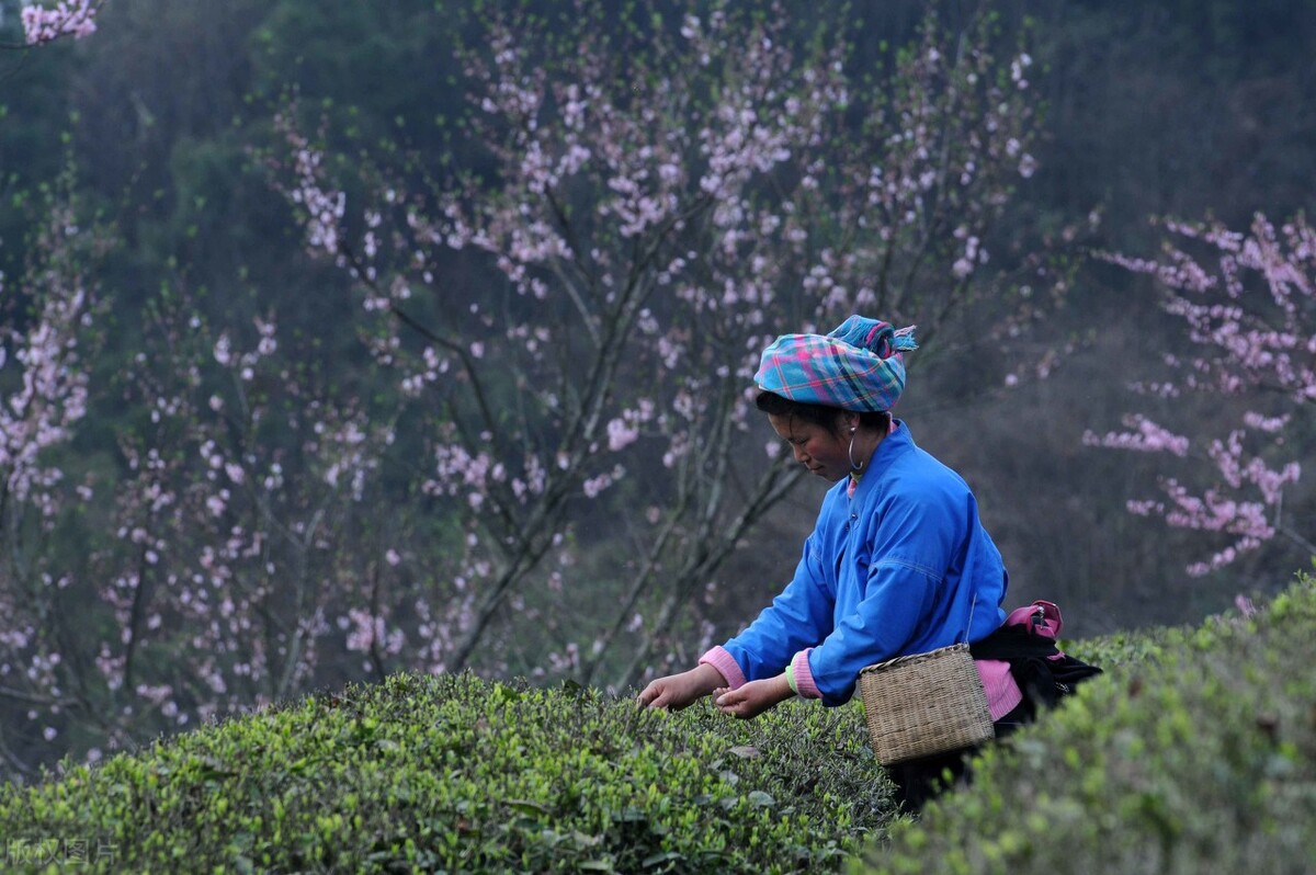 绿茶上市，喝绿茶的好处有哪些？这11款名优绿茶值得期待