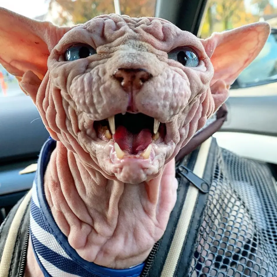 智商第一的无毛猫,为何说这辈子再也不想养了?