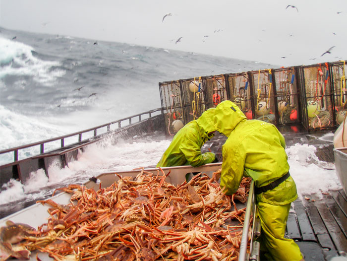 国内一只上千块的帝王蟹，却在欧洲泛滥，每吃一只都是在拯救世界