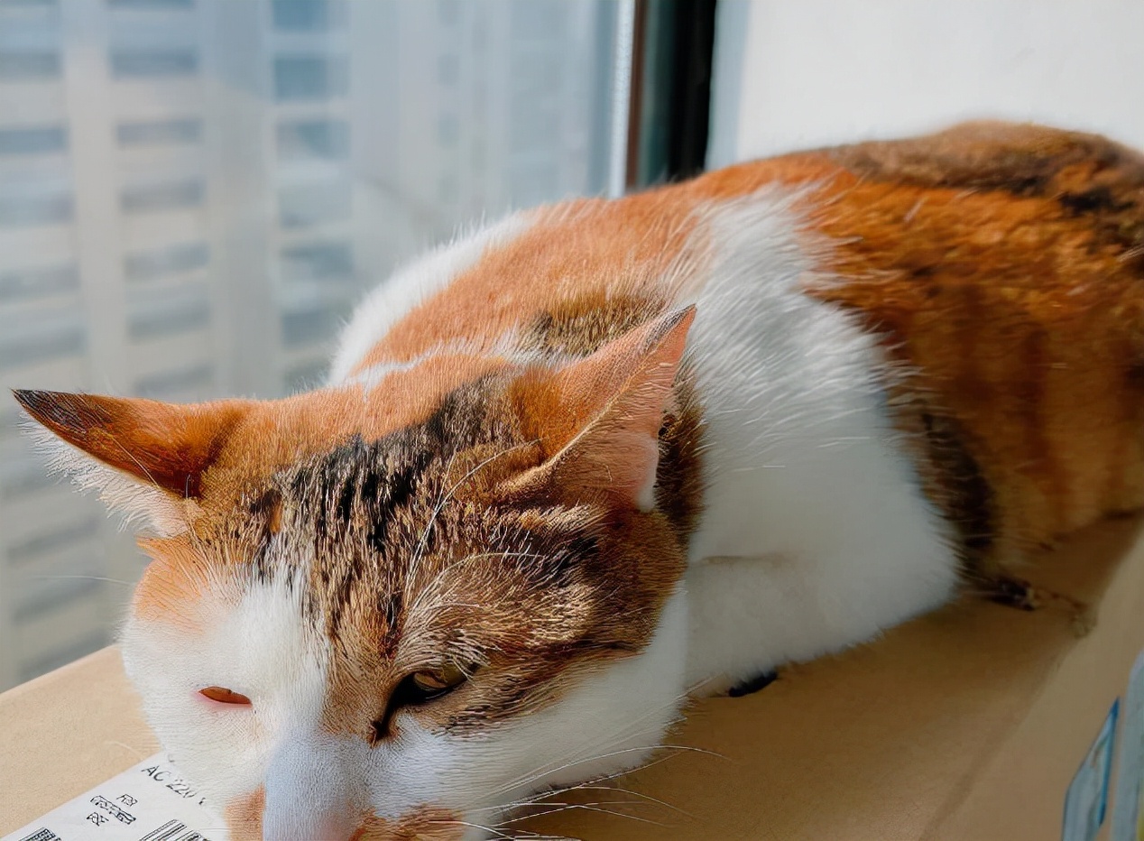 新手养猫必看：如何预防和治疗猫瘟？