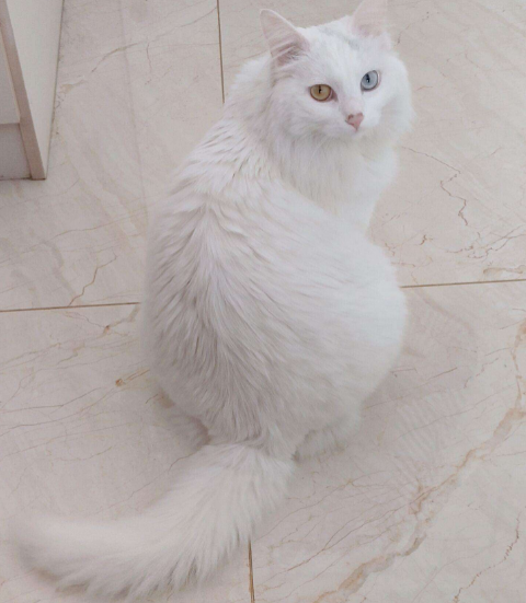 纯白色的猫是什么品种(长毛纯白猫是什么品种)-第4张图片-巴山号