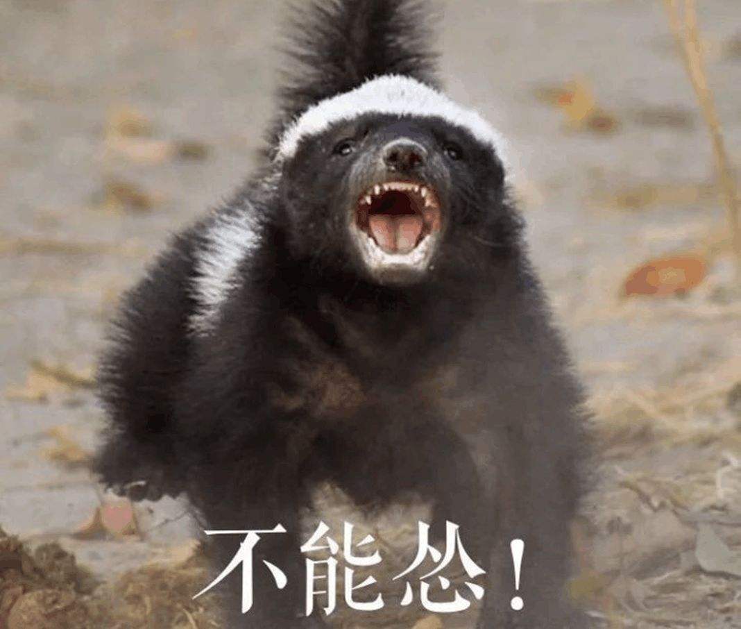 世界上最记仇的六种动物，天生好斗爱打架，能记你很多年