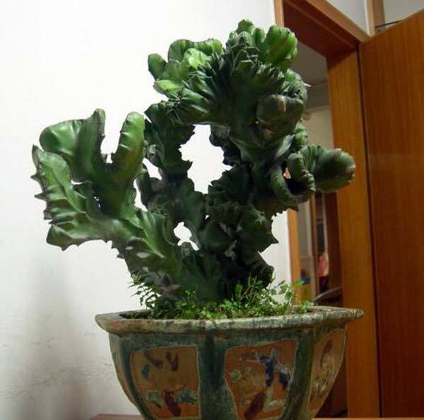 金虎仙人球（这八种植物虽丑但却十分吉利）