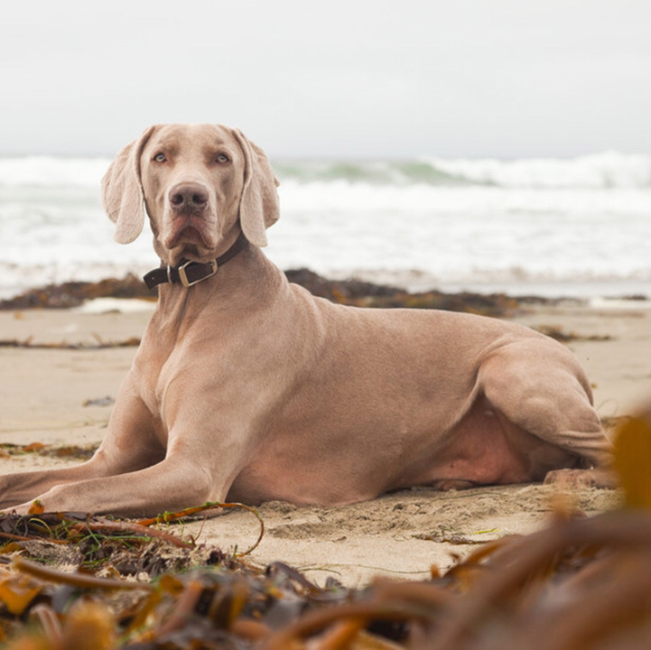 雌性身高57~65cm,体重25~35kg.