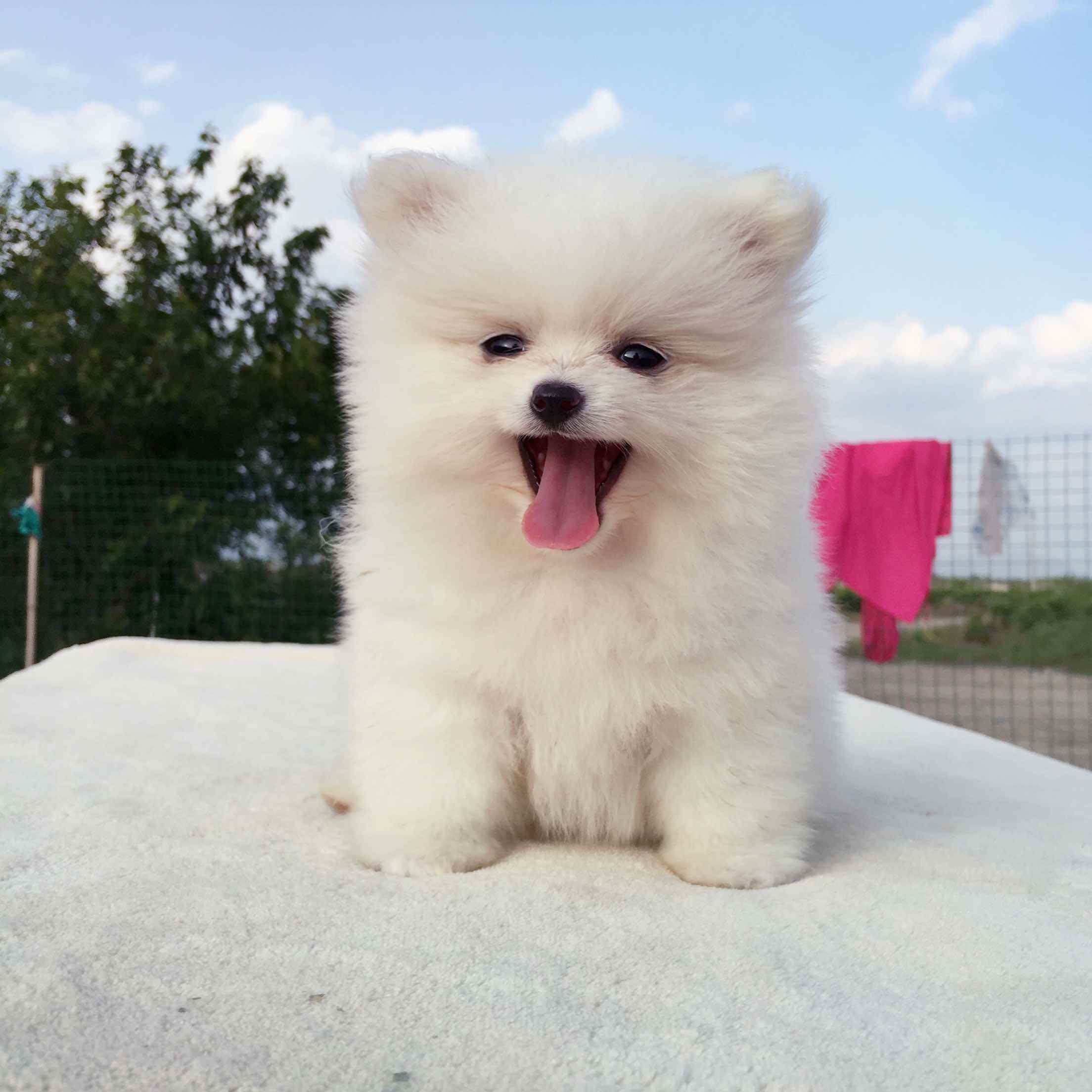 狗狗图鉴:博美犬是怎样"练成"的?