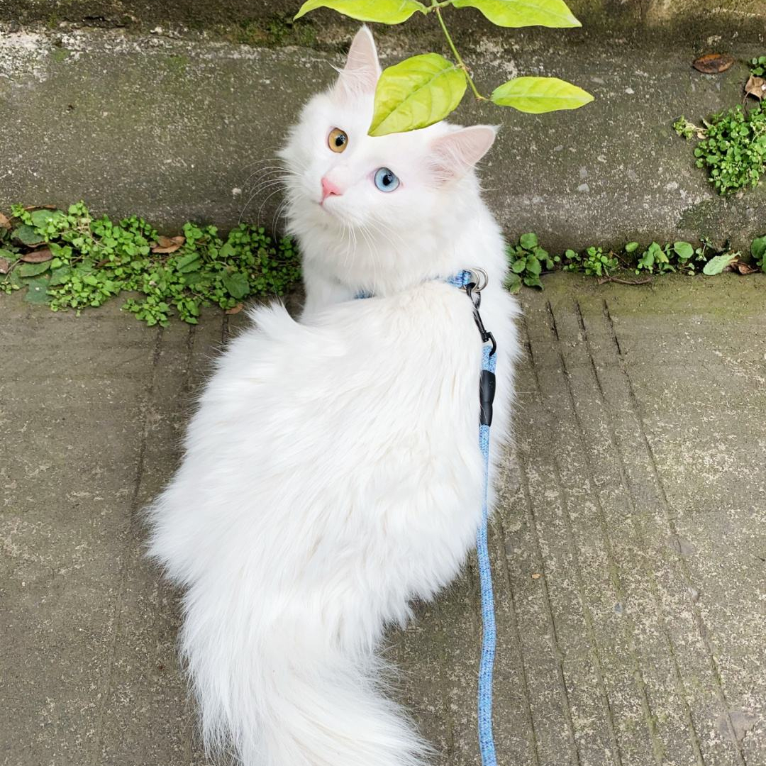 山东狮子猫价格养猫